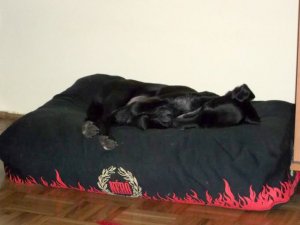 Petbag_kutyafekhely_nero